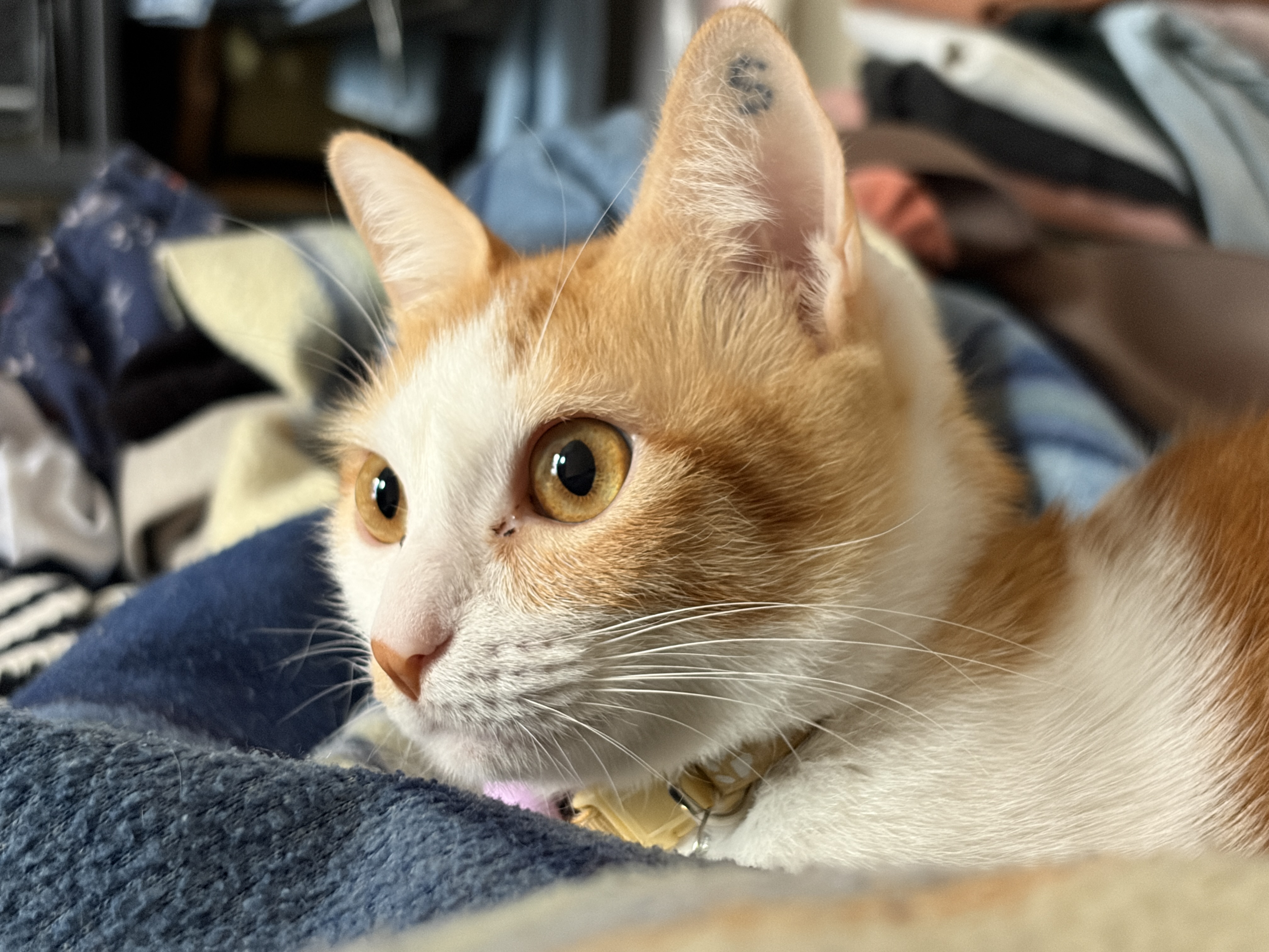 Kali, one of Syd and Franz’s cats