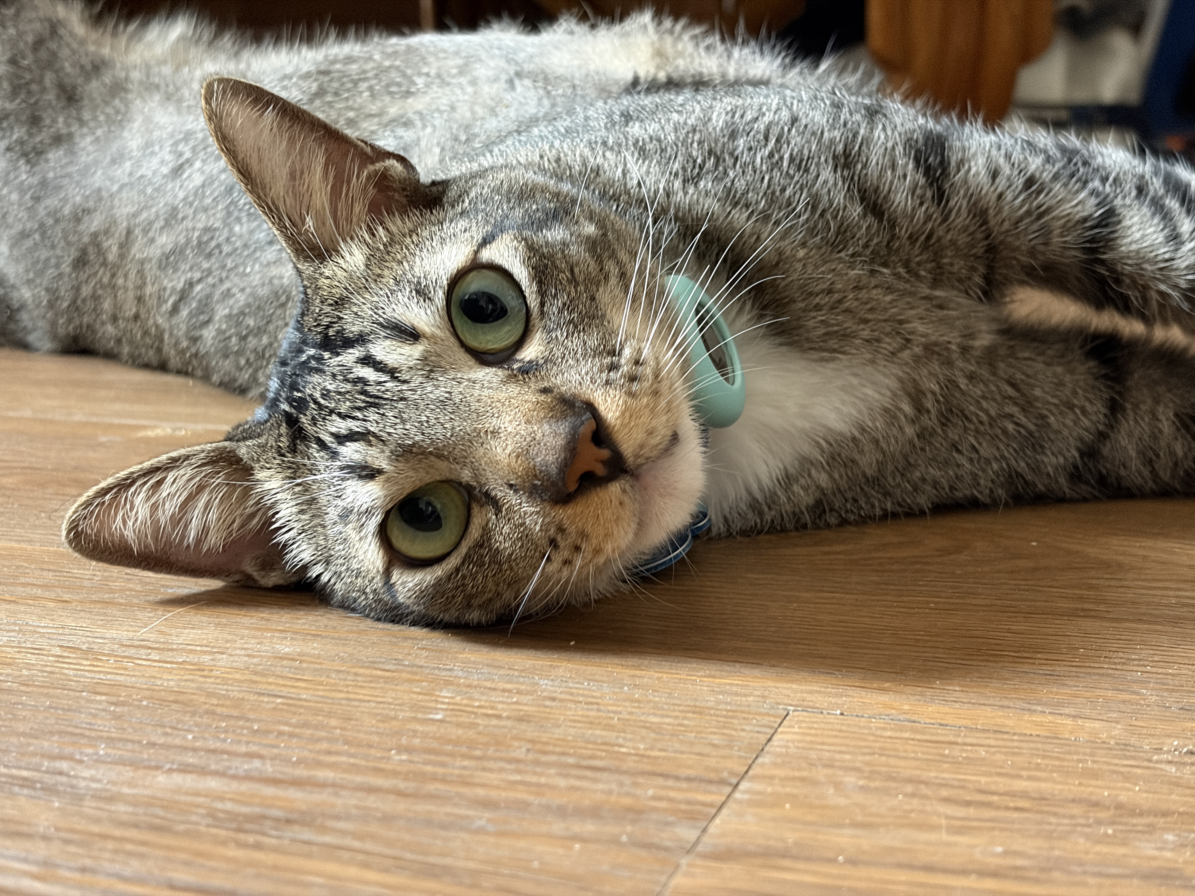 Logos, one of Syd and Franz’s cats